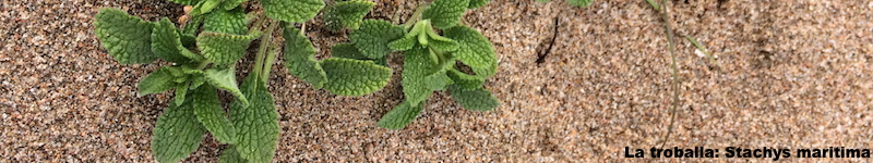 Troballa Stachys maritima
