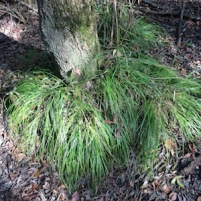 Carex remota