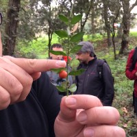 foto Ruscus aculeatus GALCERAN 3 copia