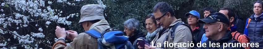 CAP2 Flors prunera